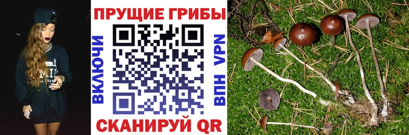 Псилоцибиновые грибы мицелий  mega вход  дарк нет официальный сайт  Пенза 